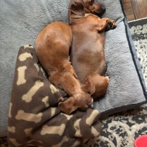 Meet your Posher, Ann